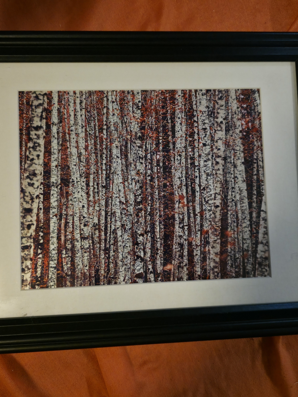 4/$67 Deal! Framed Birch Forest Wall Art